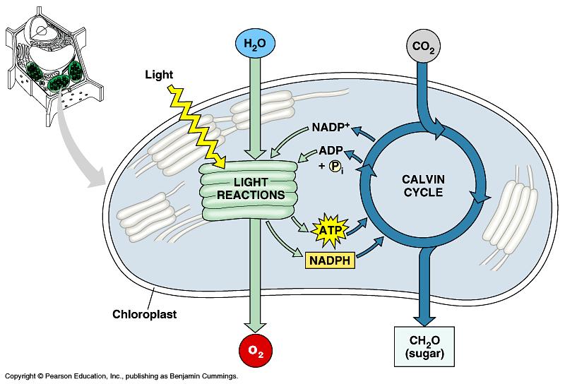 1. Light reactions make ATP, NADPH, O 2