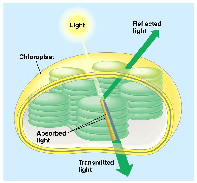 Why leaves are green How is light coupled to chemical reactions?