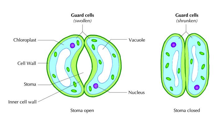 Figure 1: The opening and closing of stomata. Different environmental conditions trigger both the opening and closing of stomata. Temperature Temperature affects the transpiration rate in two ways.