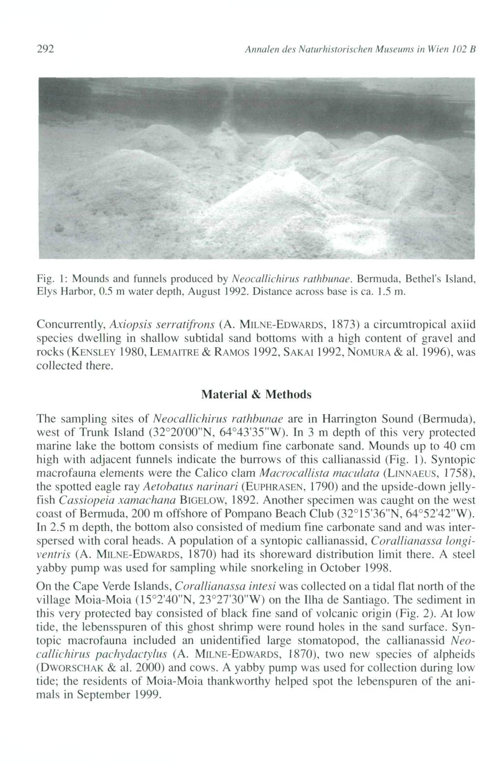 292 Annalen des Naturhistorischen Museums in Wien 102 B Fig. 1 : Mounds and funnels produced by Neocallichirus rathbunae. Bermuda, Bethel's Island, Elys Harbor, 0.5 m water depth, August 1992.