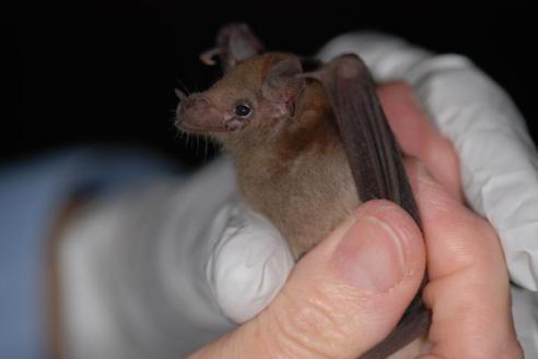 Nectar-feeding bats in the southwest US: The Mexican