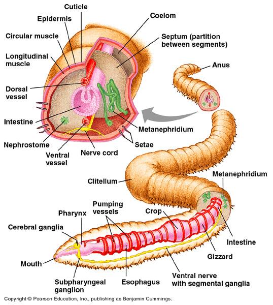 The coelom of the earthworm, a typical annelid, is partitioned by septa, but the digestive