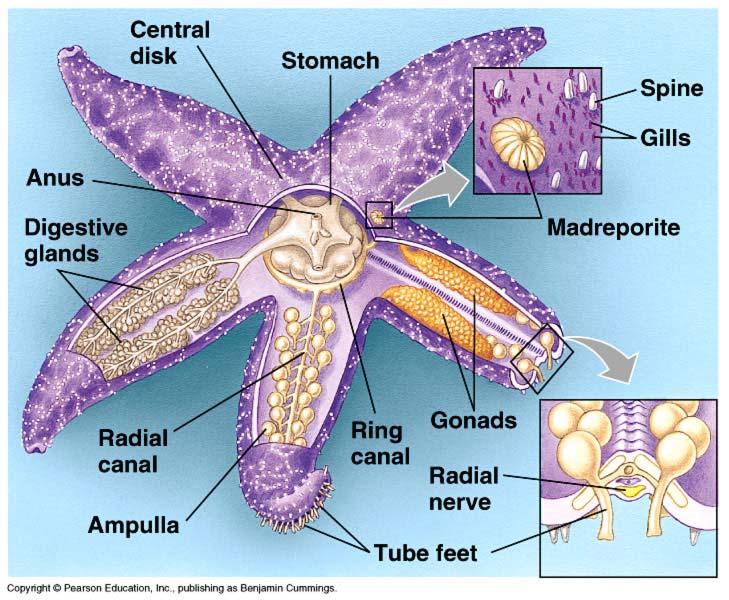 Echinoderm Body Plan Radially Symetrical (pentameric)