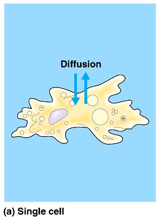 For example, a single-celled protist living in water has a sufficient surface area of plasma membrane to service its entire volume because it is so small.
