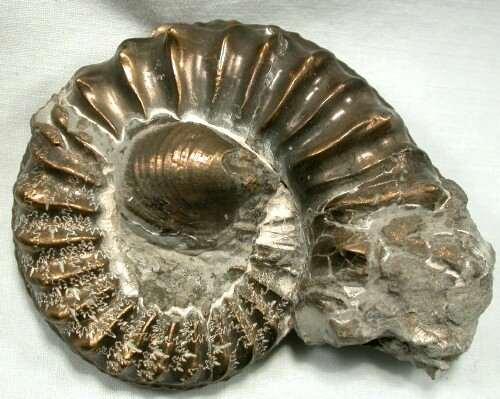 Here pyrite (fool s gold) replaced the ammonite tissue.