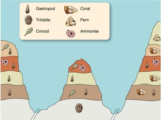 Which organism would make a good index fossil? Index Fossils Special fossils called index fossils indicate to geologists the boundaries in geological time.