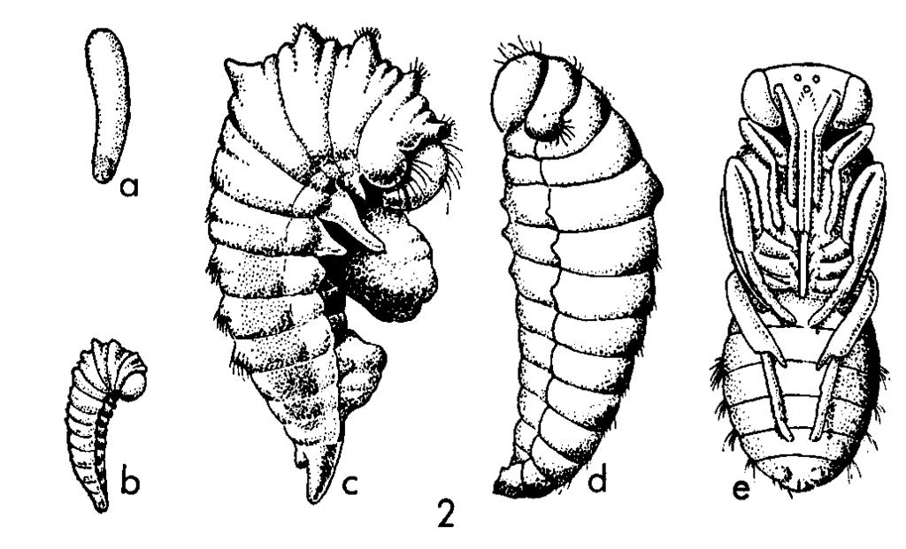 The larvae are highly reduced, apodous and soft.