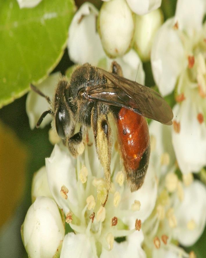 Threats to Bees Habitat Loss Though much has been made of colony collapse disorder in honeybees.