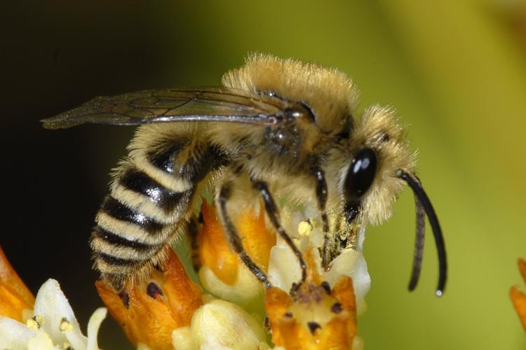 development of land for agriculture (a process for which honeybees have been a contributing