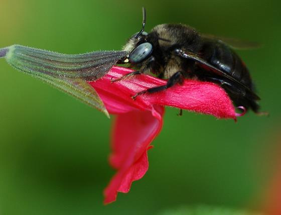 It is important to remember that, as with all pollinators, pollination by bees is a mutualistic relationship that evolved from a fundamentally antagonistic interaction.