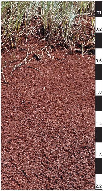Information sheet four: soils in the tropical rainforest Soils in the tropical rainforests are called Latosol. They are very rich in iron and aluminium and are therefore red in colour.