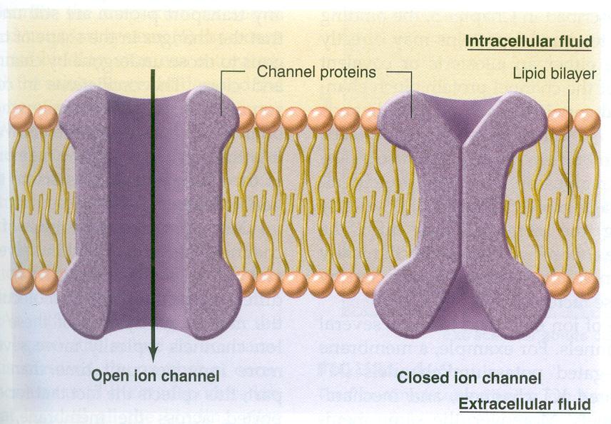 1. Ion channels Physical Model Biological ion channels are natural nano-tubes regulating the flow of ions across the membranes of all living cells.