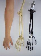 human hand and skeleton as well as an emulated structure for which EAP