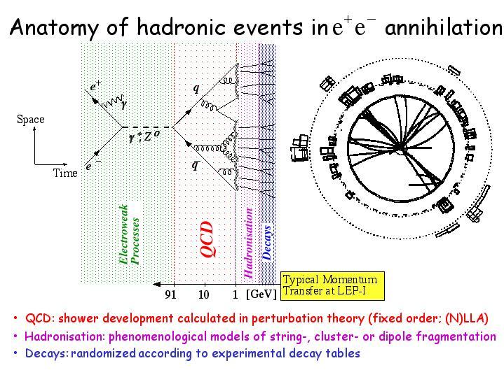 e + e - hadrons Colour coherence!
