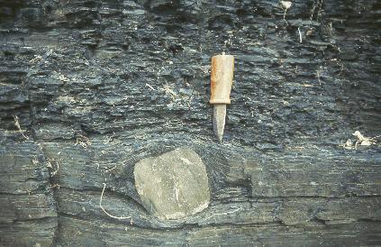 Diversification of stromatolites Bacterial mats evolve to