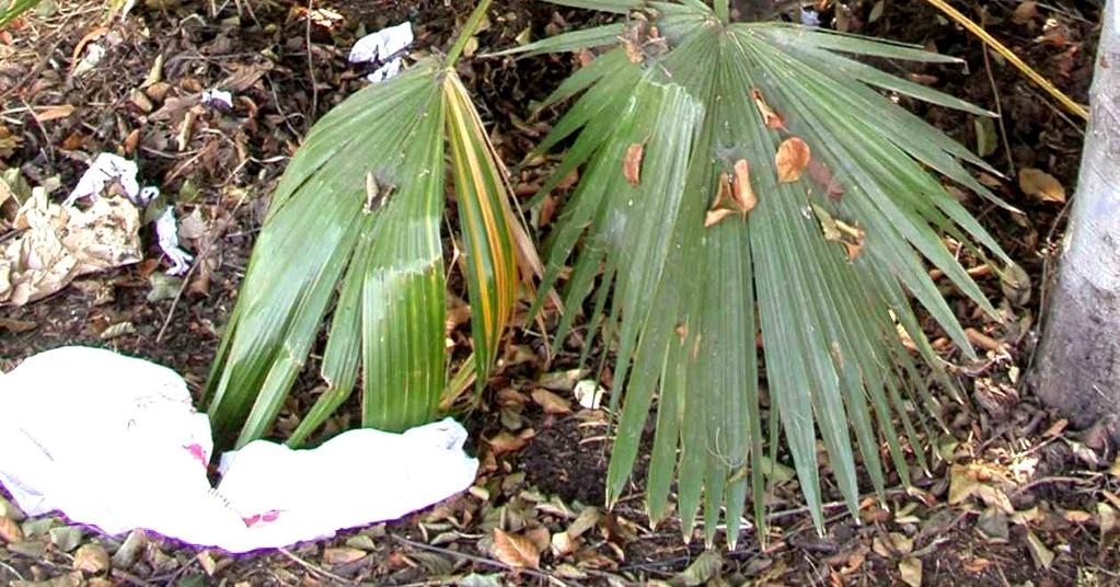 California fan palm (W. filifera).