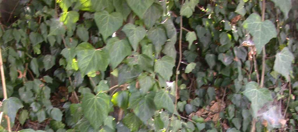 WEED Botanical Name: Hedera species Common Name: ivy