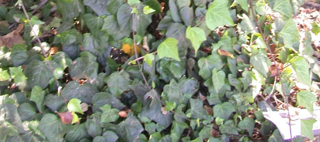 English ivy has duller dark green leaves, while