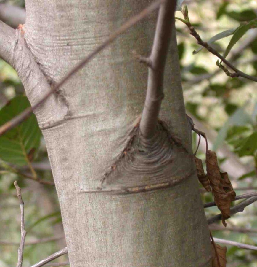 Scars from branches look like eyes.