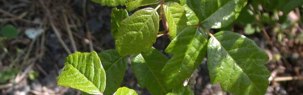 Traits: Deciduous shrub or vine
