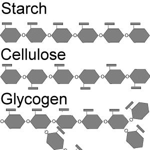 Sugar Monomers: Glucose is the most common natural monomer. It links together to form polymers of Starch, Cellulose and Glycogen.
