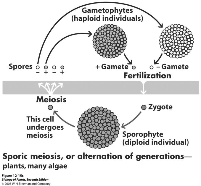 timing of meiosis and fertilization, relative to mitotic growth of
