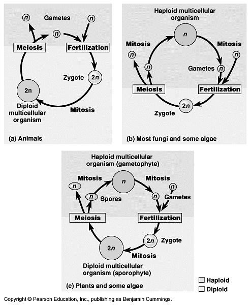 The life cycle of a fern: note the dominant diploid (sporophyte)