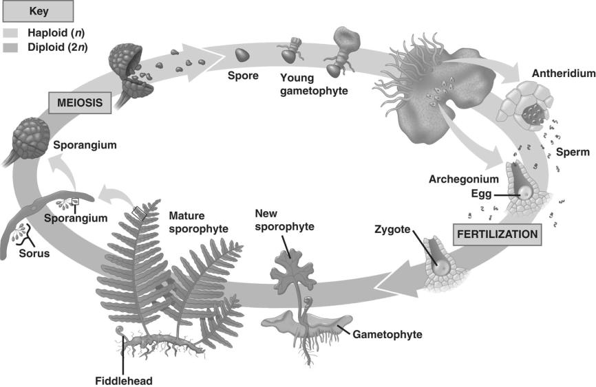 heteromorphic alternation of generations (and some algae)
