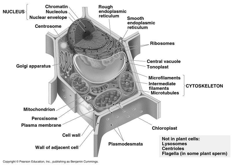 Figure 6.9 Anatomy of a single plant cell Figure 6.