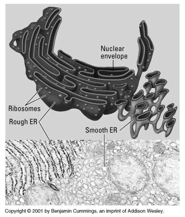 Smooth ER No ribosomes Involved in lipid synthesis, carbohydrate metabolism,