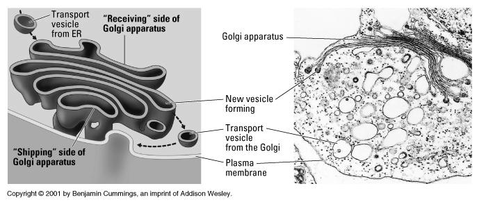 The Golgi Apparatus Storage, refinement, and shipping of ER products Sacks of digestive enzymes which break down molecules in the cells Digest