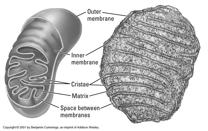 transport things from one organelle to another within the cell Ribosomes Workbenches for making proteins Small non-membraneous structures