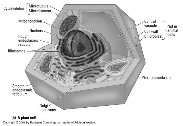 Plant Cell Most of the living world depends on chloroplasts for its energy!