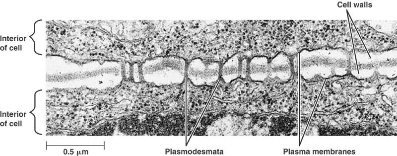 Figure 6.28 Plant cell walls Protects cell, maintains shape, prevents excess water uptake Figure 6.