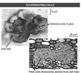 Scelerenchyma cells Thick secondary walls, usually with lignin Usually dead at maturity Usually specialized for support and strengthening of parts that have ceased elongating.