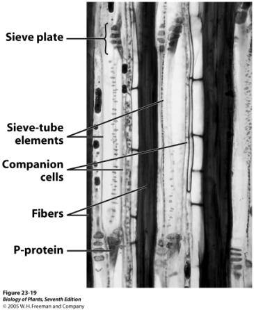 ) Sieve-tube members Alive at maturity, but Lack nucleus,