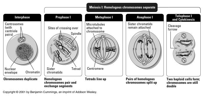 of chromosomes In Meiosis the result is different cells with only