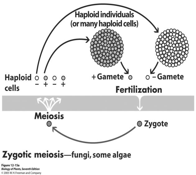 Life Cycles Life Cycles and diploidy Zygotic meiosis Isomorphic Alternation of Generations Gametic meiosis heteromorphic Sporic meiosis What is a sexual life cycle?