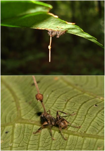 Infected insects display summitting behvior Distribution of dead ants is patchy,