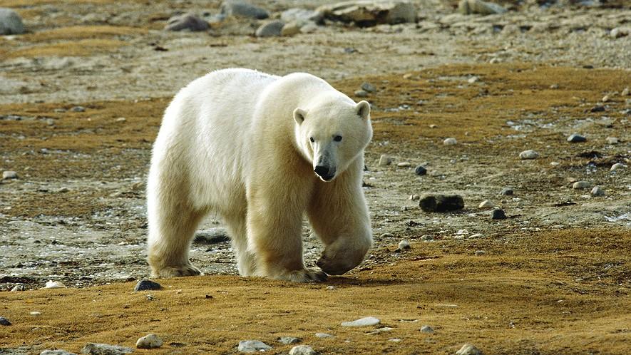 Alaska villagers face dual threat of hungry polar bears, warmer weather By PBS NewsHour, adapted by Newsela staff on 10.24.16 Word Count 869 A polar bear roams Alaska.