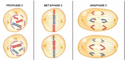 Meiosis II (equational division) Sister chromatids are separated into different cells Meiosis II is sort of like a mitotic division, BUT the sister chromatids in mitosis are genetically