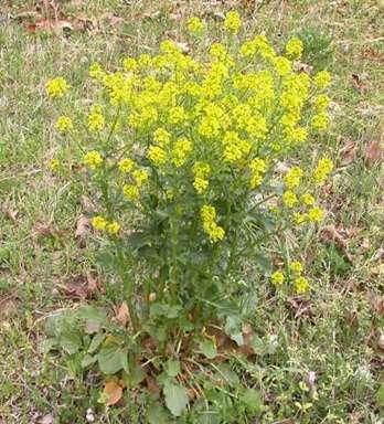 Mustards (Brassica sp.) Poisonous principle: mustard oil (isothiocyanates).