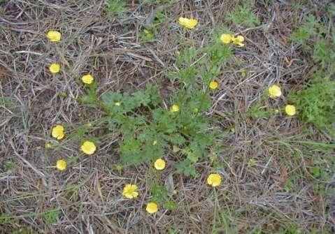 Buttercup species: perennial broadleaf Weedmaster 1 to 3 pt (preflower to late bloom) 2,4-D