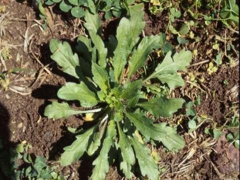 Horseweed: annual broadleaf (winter or summer?) Banvel, Surmount (1.