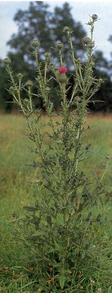 Thistle Control Late fall or early spring application Treat at rosette leaf stage Crossbow 4 qt/acre; Curtail 3 qt/acre 2,4-D ester - 2 qt/acre Grazon P+D 1.