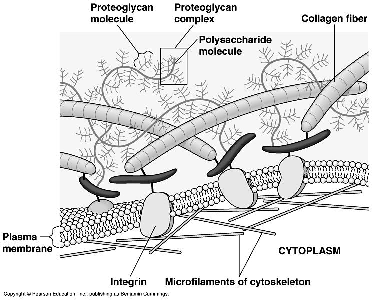 Chapter 6: A Tour of the Cell Cell Wall: an extracellular structure of plant cells that protects the cell, maintains its shape, and prevents excessive uptake of water. 2.