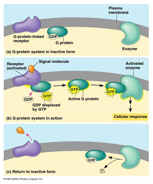 Chapter 11: Cell Communication Ligand: a molecule that specifically binds to another, usually larger, molecule. G-protein: a protein that binds the energy-rich molecule GTP.