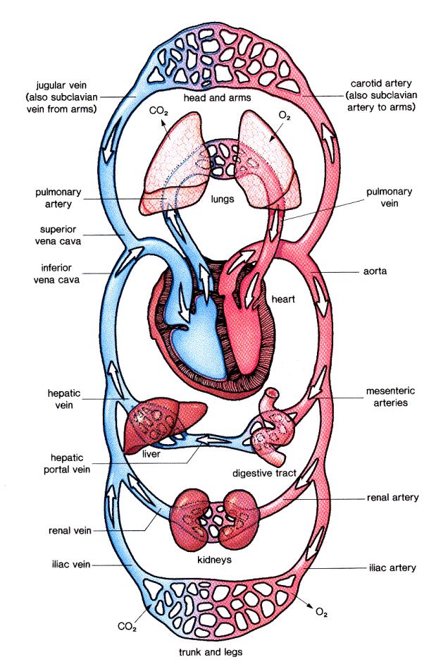 Chapter 42: Circulation and Gas Exchange Illustration 1: Human circulatory system 1. Circulatory Systems Link Exchange surfaces with cells throughout the body. 1. In simple animals, every body cell is in direct contact with the environment.
