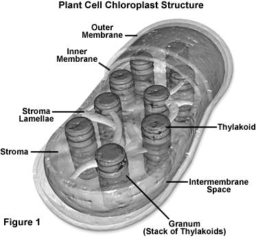 Chapter 6: A Tour of the Cell Food vacuoles: store food Contractile vacuoles: pump water out of cell. Mitochondria: sites of cellular respiration.