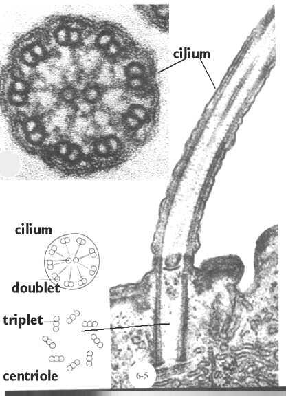 Cytoskeleton: a network of fibers extending throughout the cytoplasm. 2. Autophagy: the process in which lysosomes use their hydrolytic enzymes to recycle the cell s own organic material. 3.
